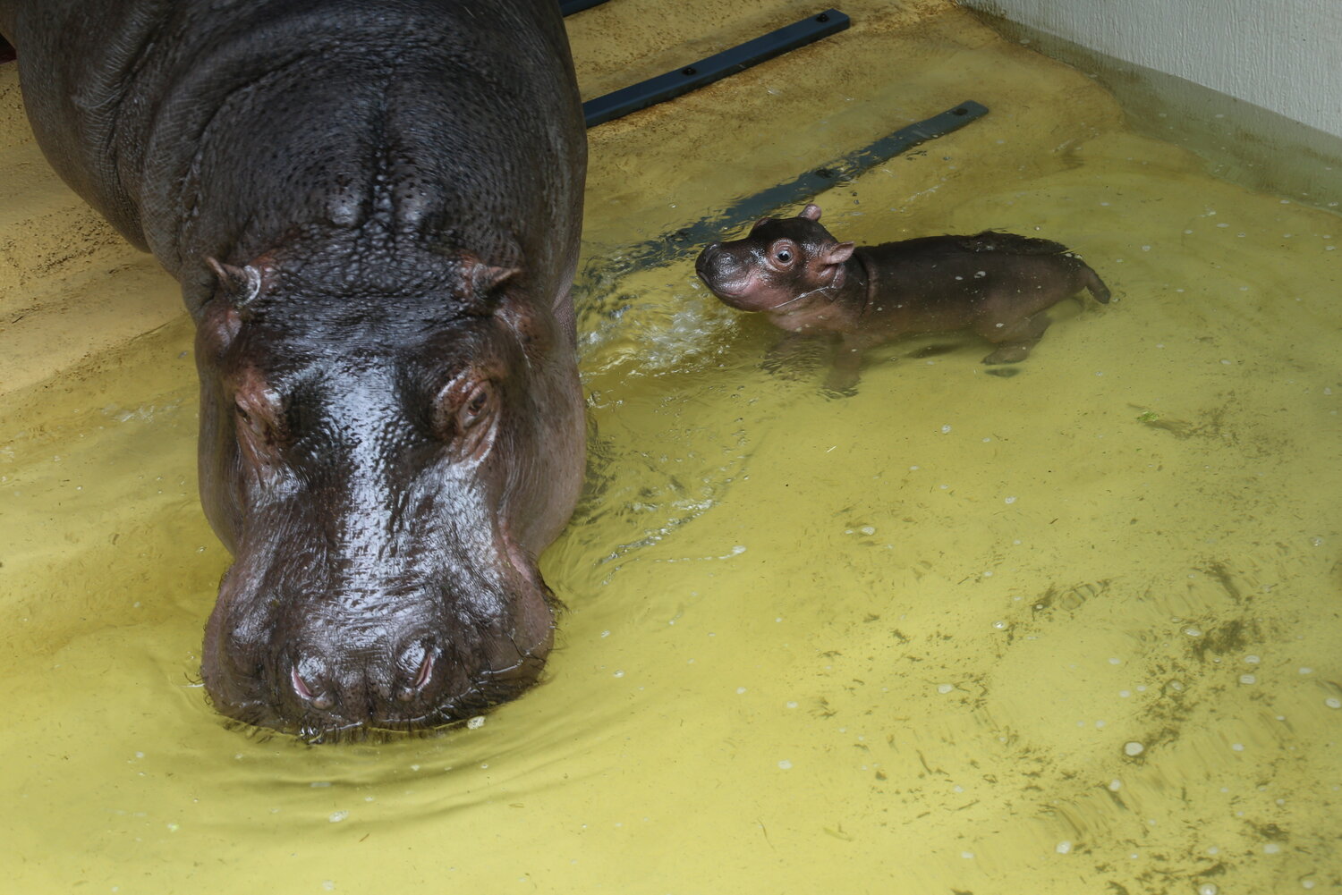 Flusspferd-Jungtier mit Mama beim Baden
