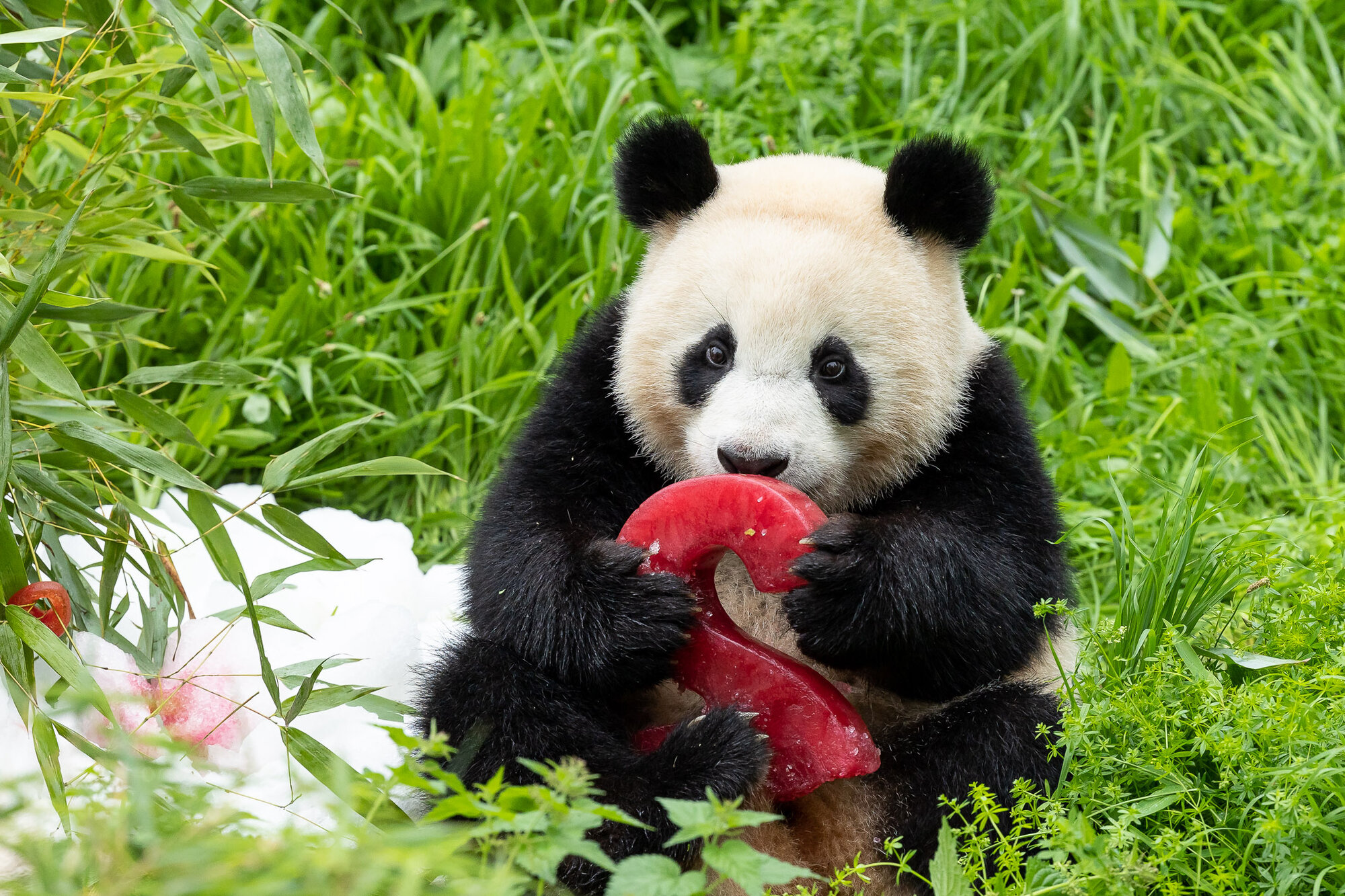 36 Stück Panda Cupcake Toppers - Bambus Deko