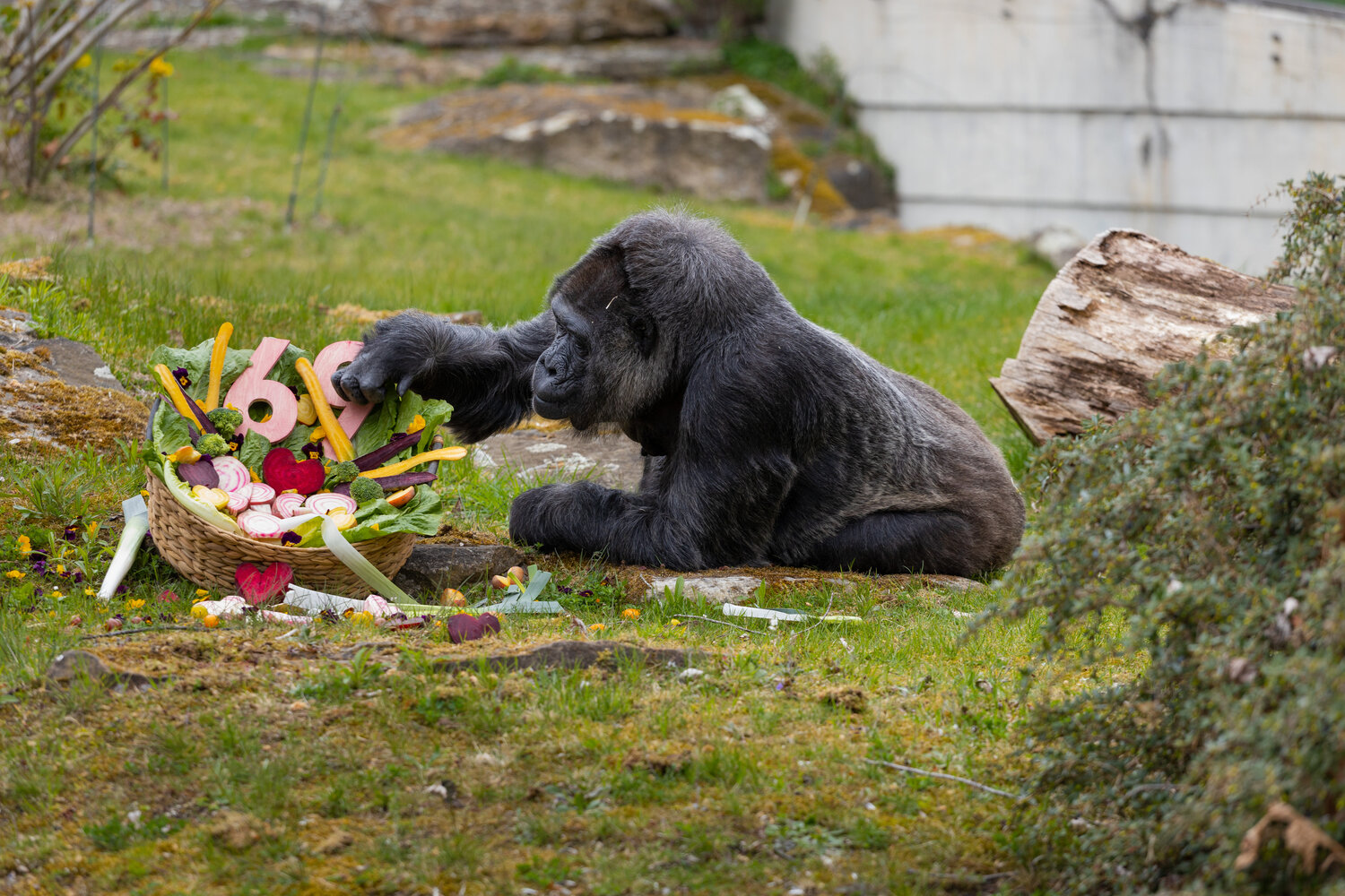 [Translate to English:] Gorilla Fatou im Zoo Berlin