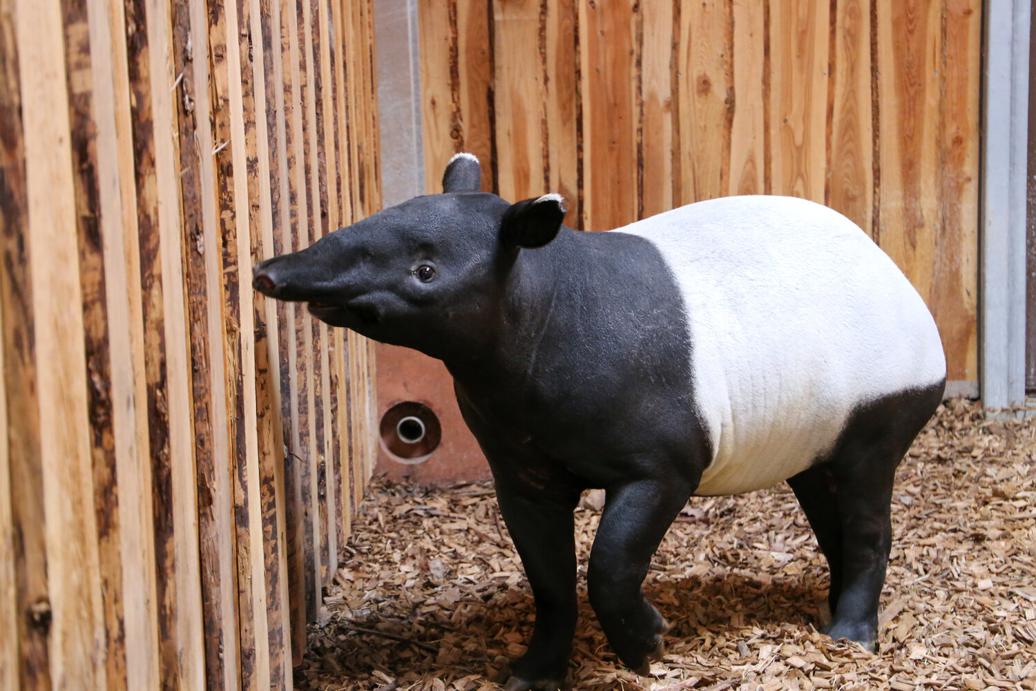 Schabrackentapir