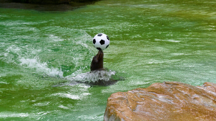 [Translate to English:] Seelöwe balanciert Fußball