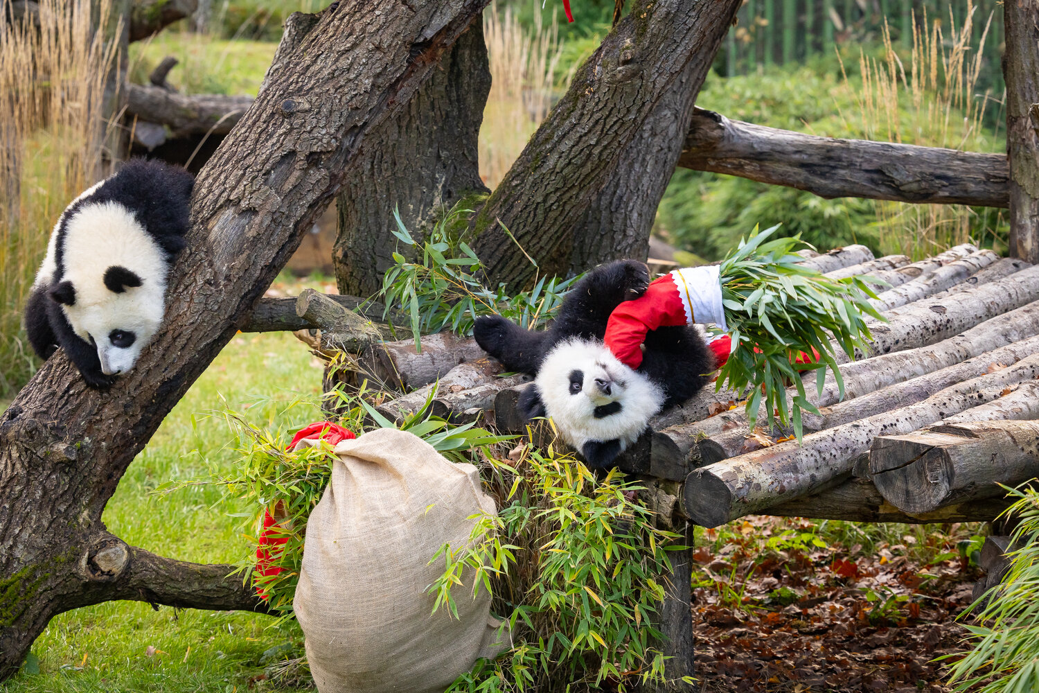Nikolaus bei den Pandas
