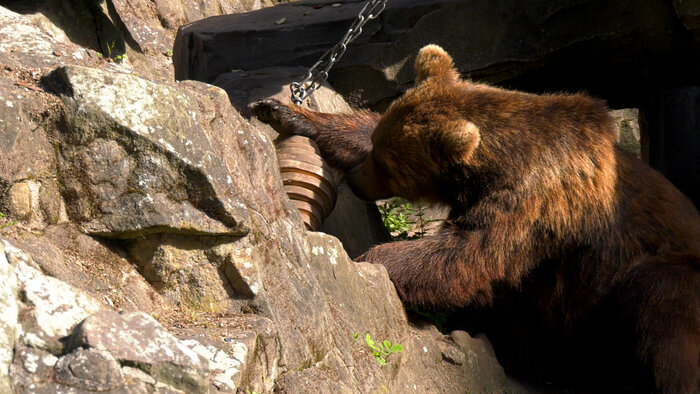 Braunbär mit Enrichment