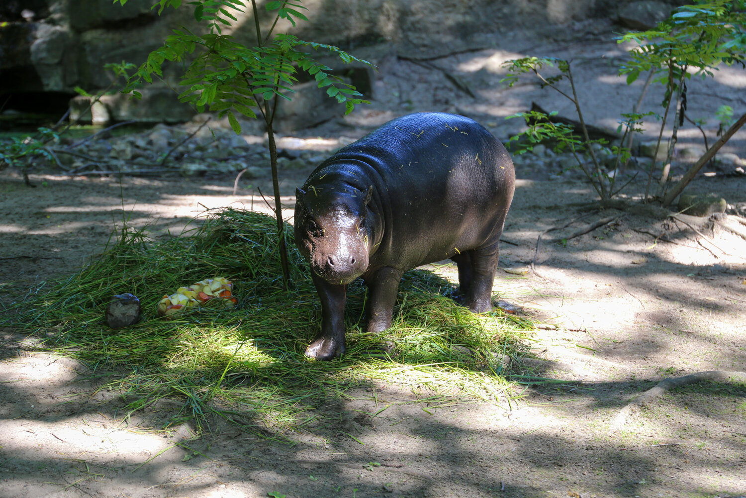 Zwergflusspferd Toni