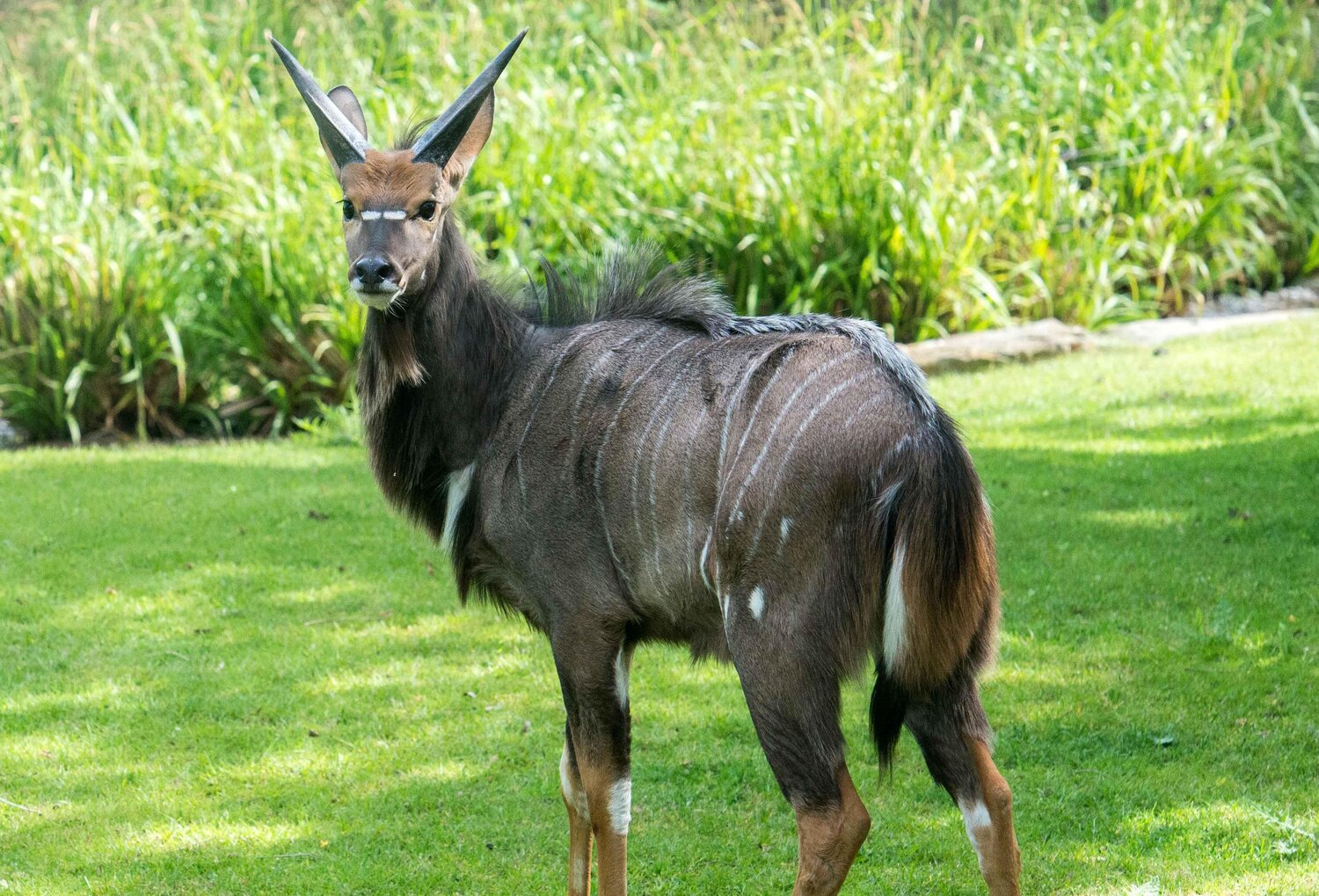 Männliche Verstärkung bei den TieflandNyalas Zoo Berlin