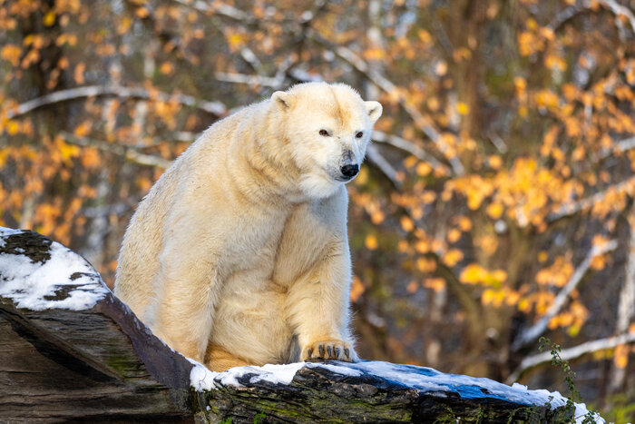 zoo safari deutschland