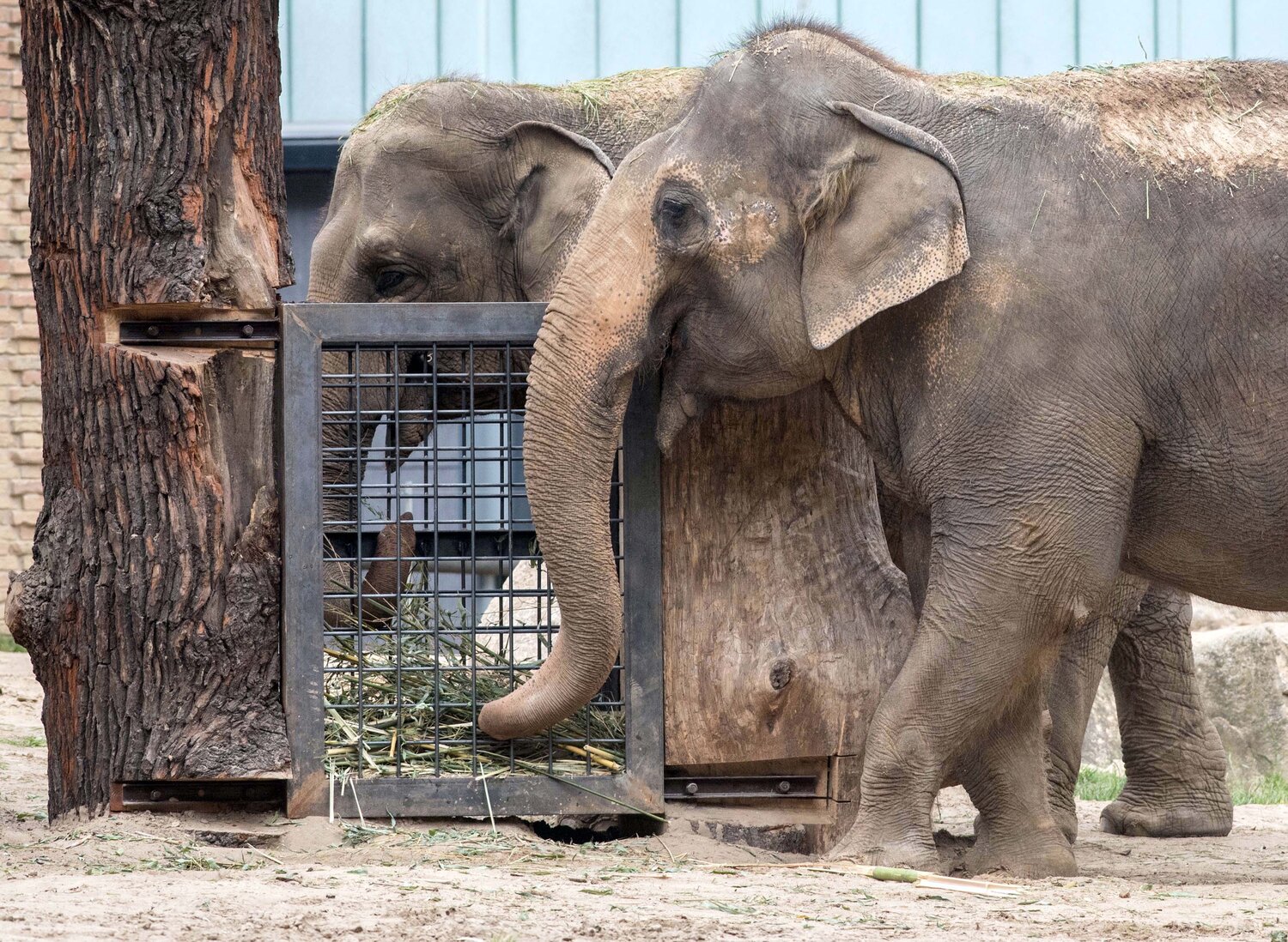 Elefanten: Neues Spielgerät