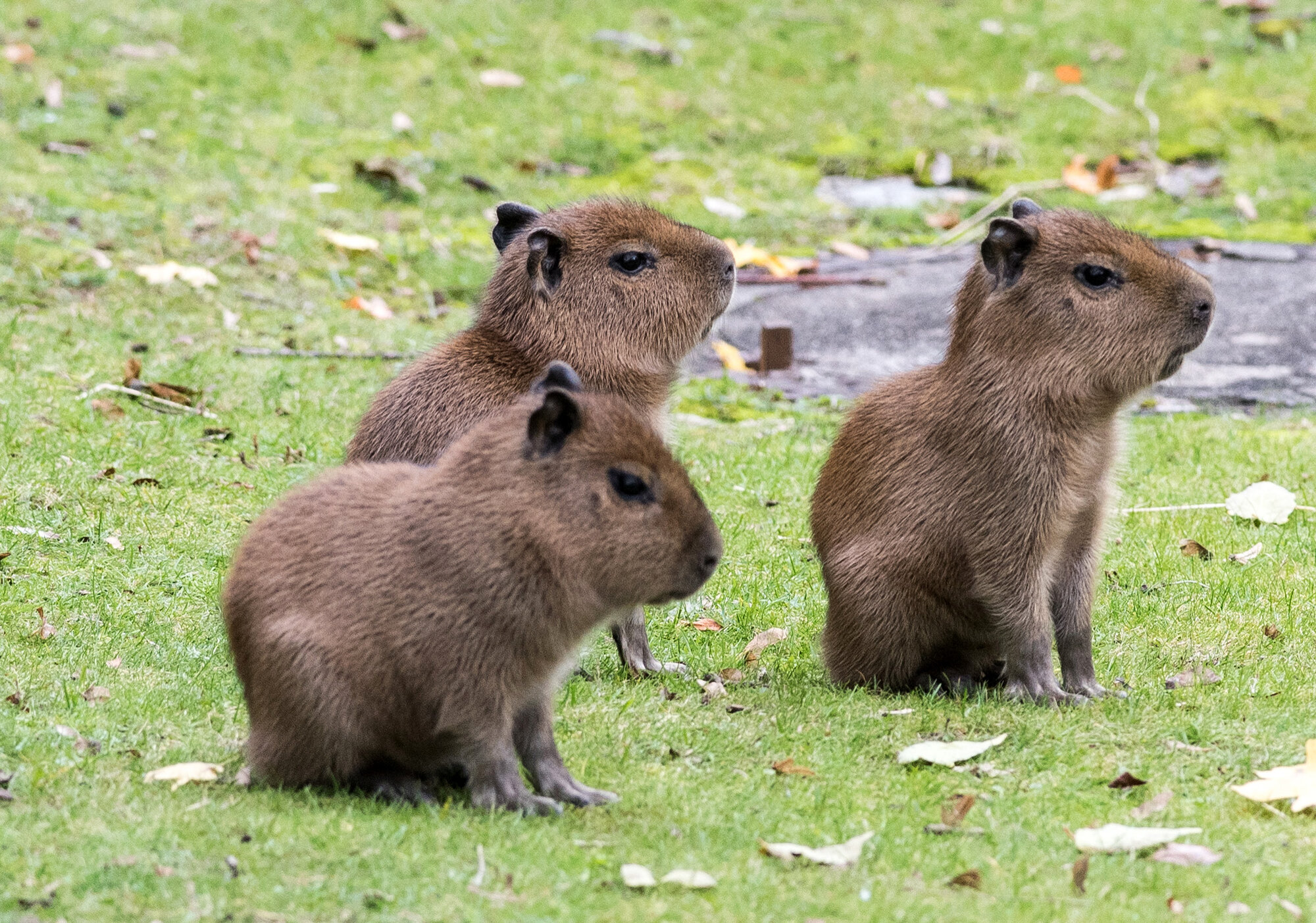 New babies for the capybaras – Zoo Berlin
