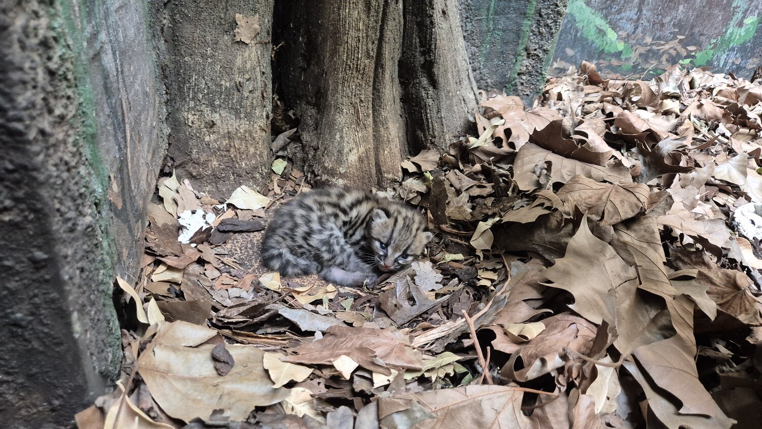 Margay-Nachwuchs im Zoo Berlin