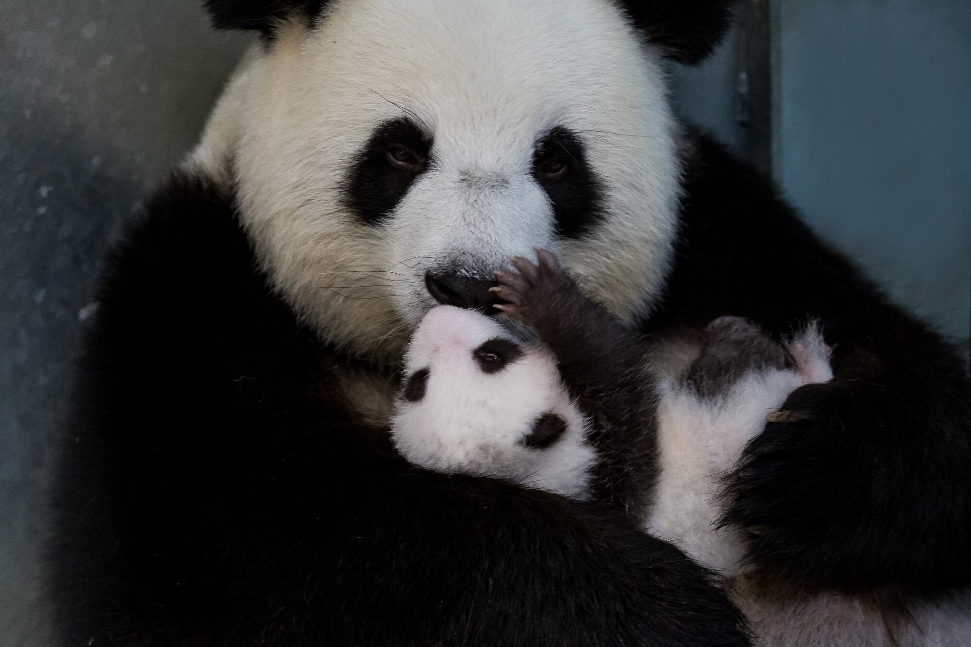 Панда сколько детенышей. Берлинский зоопарк Панда. Рождение панды. Панда с детёнышем. Панды с малышом.