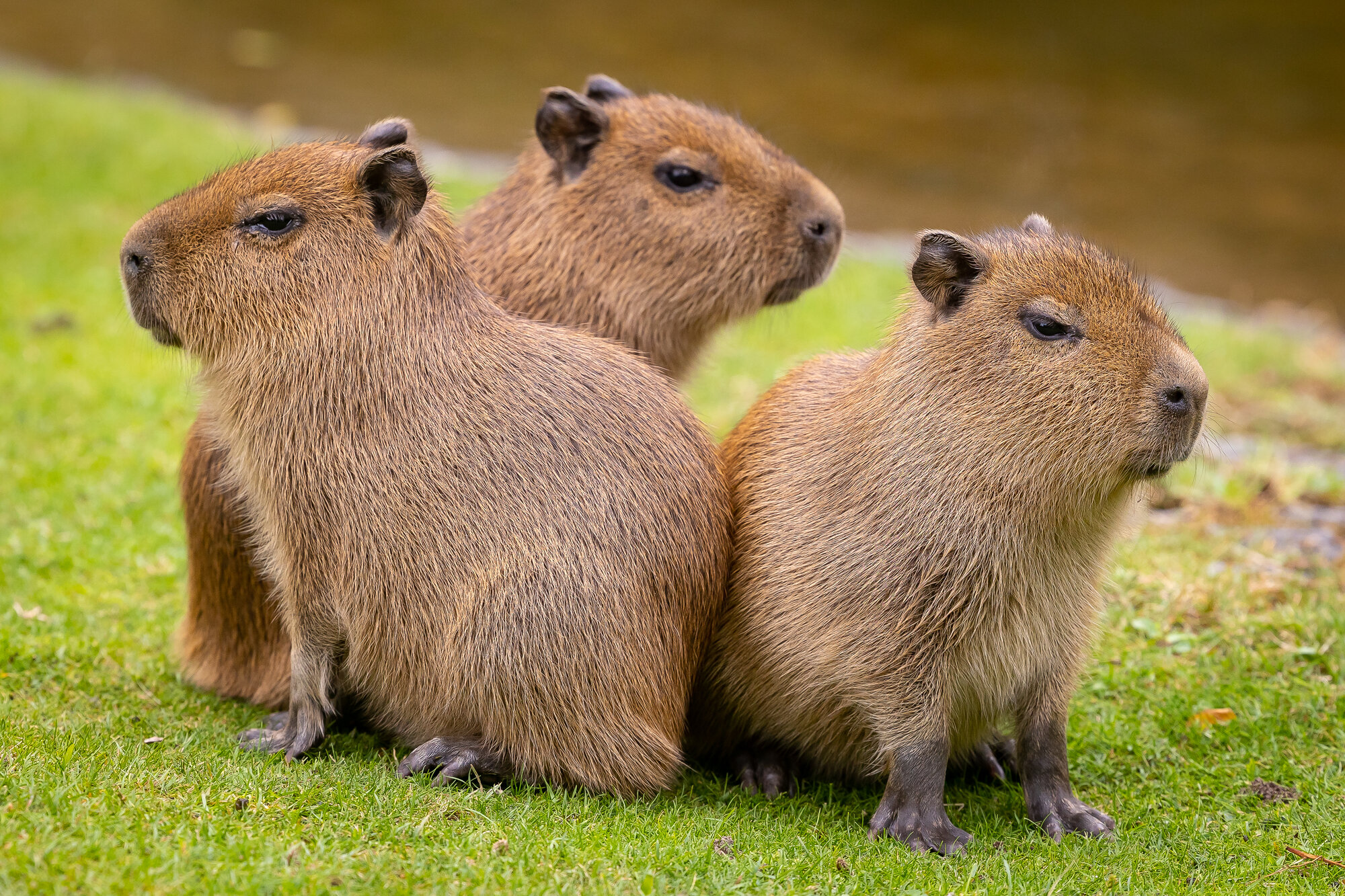 Capybara rock rust фото 110
