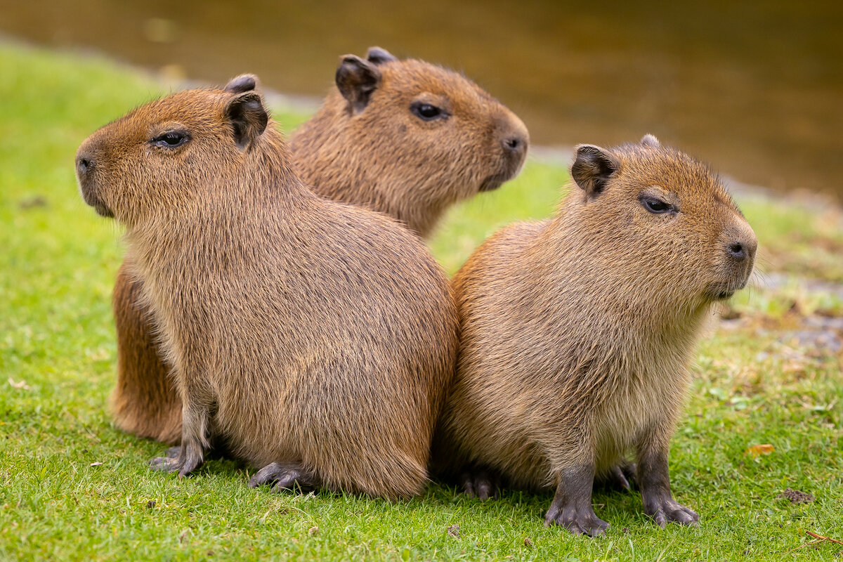 Capybara-Nachwuchs hat endlich einen Namen – Zoo Berlin