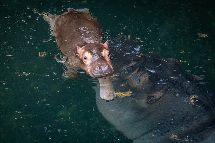 Kleines Hippo im großen Becken
