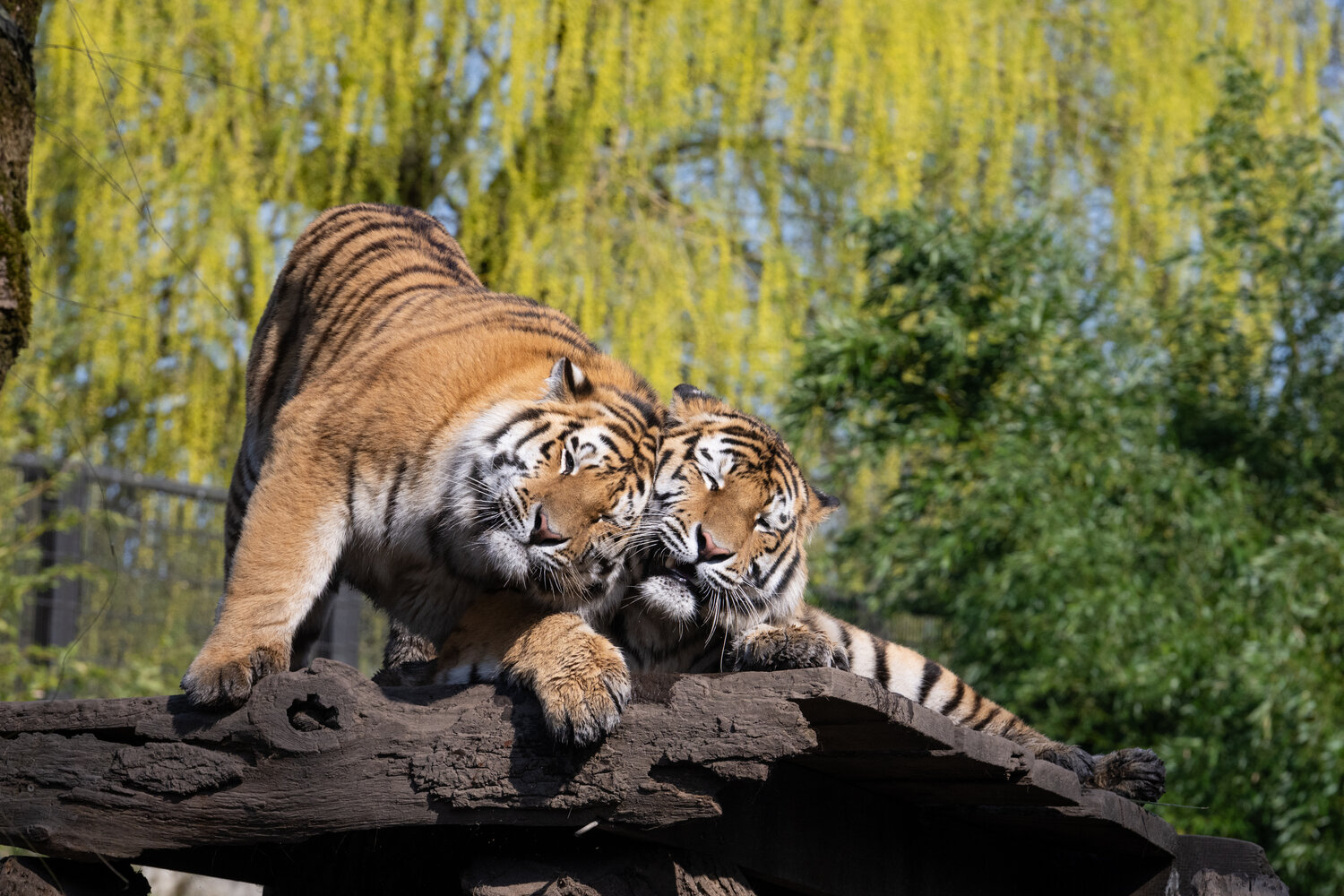 Gr te Katze Der Welt Zieht In Die Hauptstadt Zoo Berlin Gr te Katze Der Welt Zieht In Die Hauptstadt Zoo Berlin