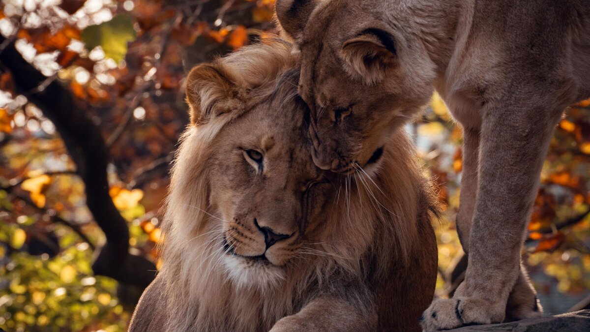 Kuschelzeit Bei Unseren L wen Zoo Berlin
