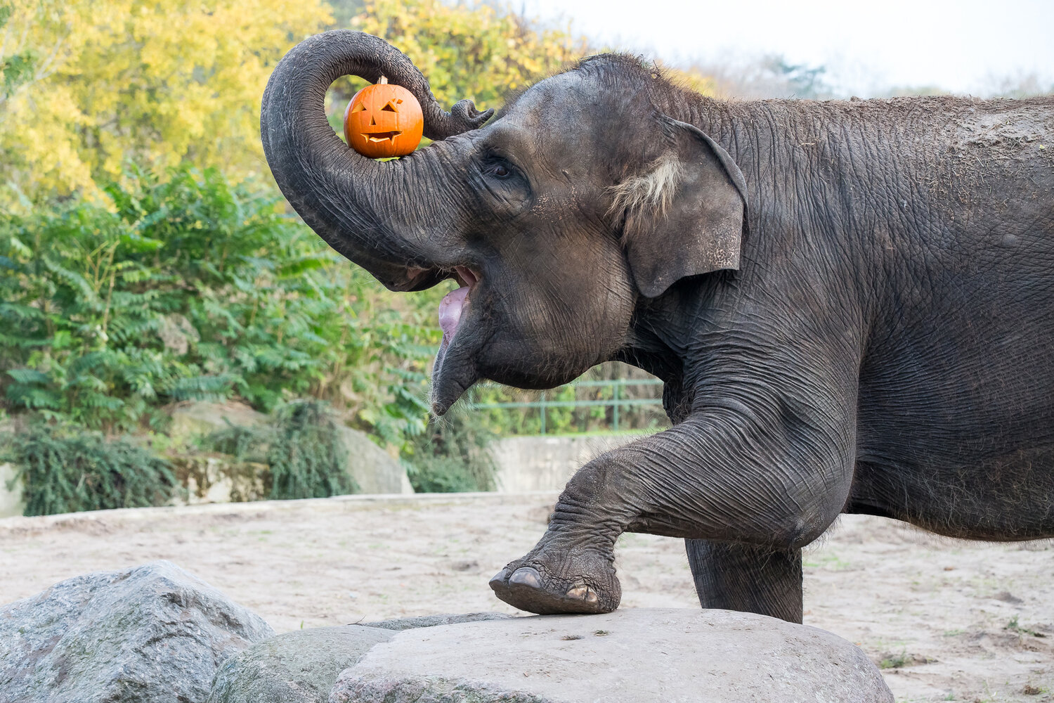 [Translate to English:] Asiatischer Elefant an Halloween im Tierpark Berlin