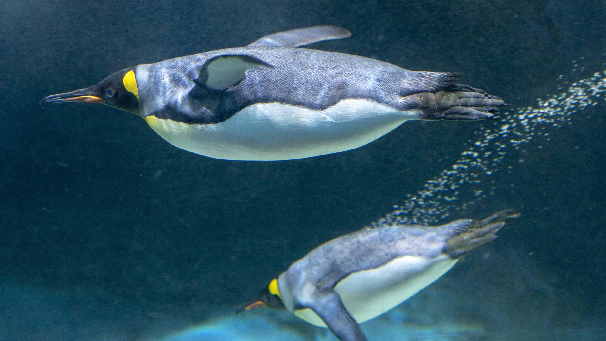 Pinguinhaus wieder Zoo Berlin