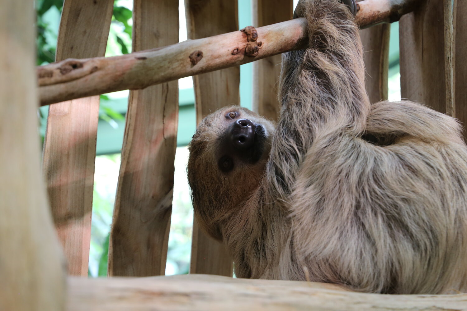 Faultierweibchen Usti
