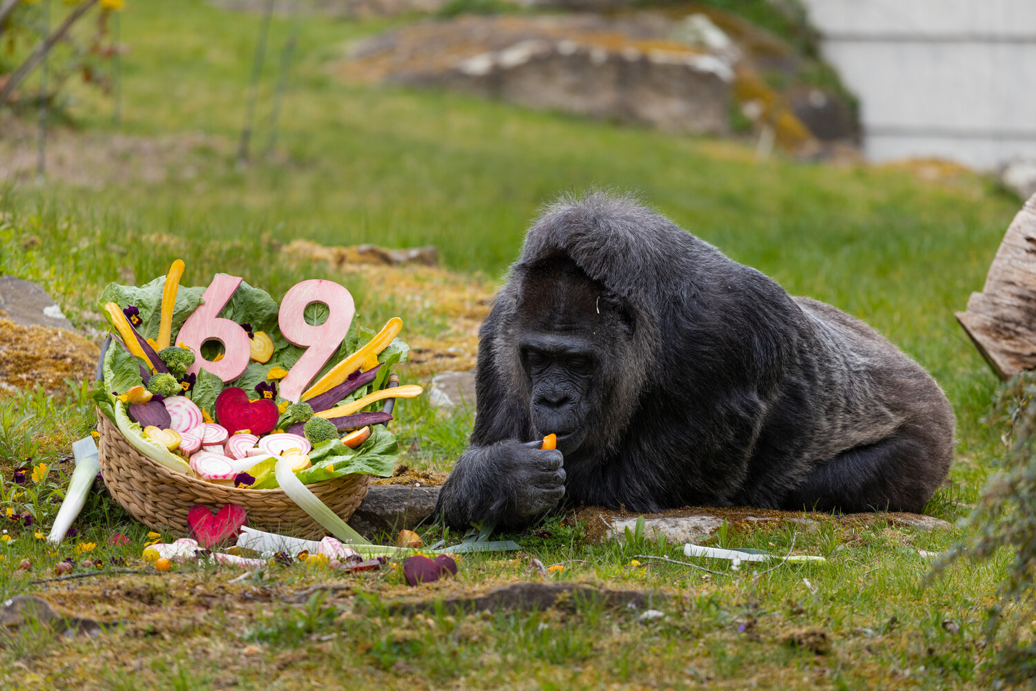 [Translate to English:] Gorilla Fatou im Zoo Berlin