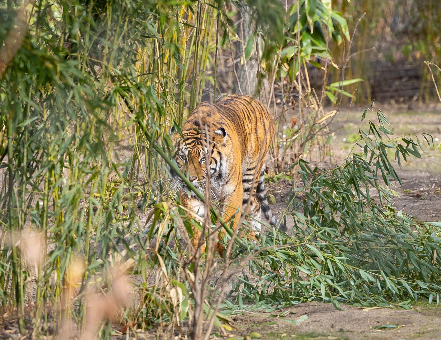 Suamtra-Tiger
