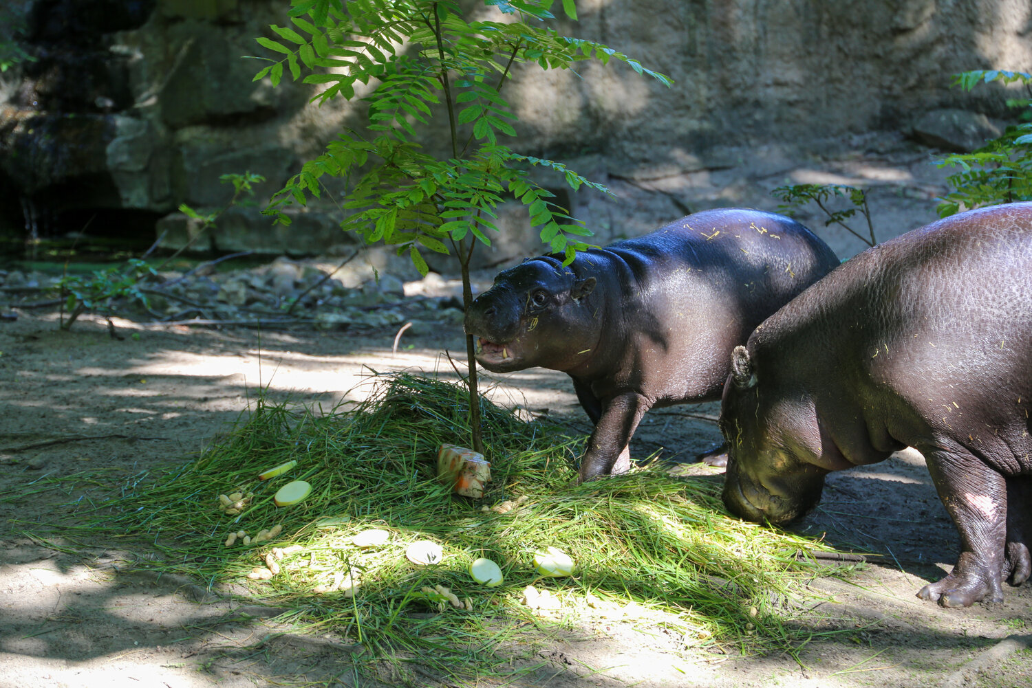 Zwergflusspferde Toni und Debbie
