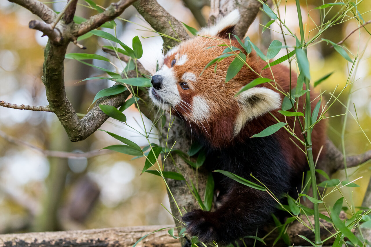Rote Pandas im Zoo Heidelberg: International Red Panda Day“ zum Schutz der  Tiere - Leimen-Lokal