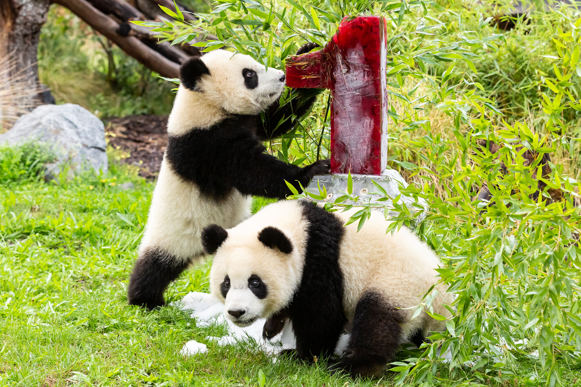 A year of panda-cub cuteness – Zoo Berlin