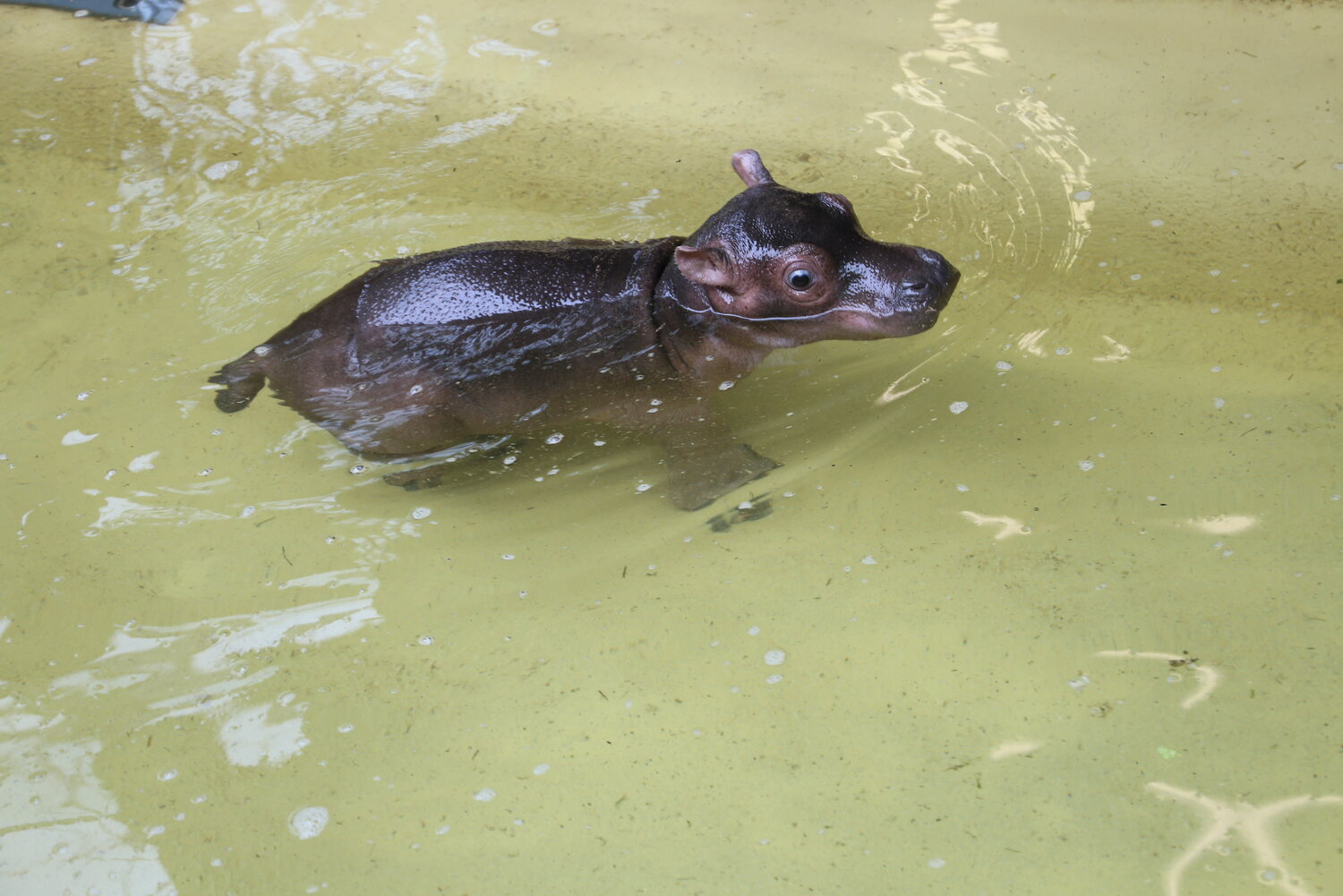 Flusspferd-Jungtier beim Baden