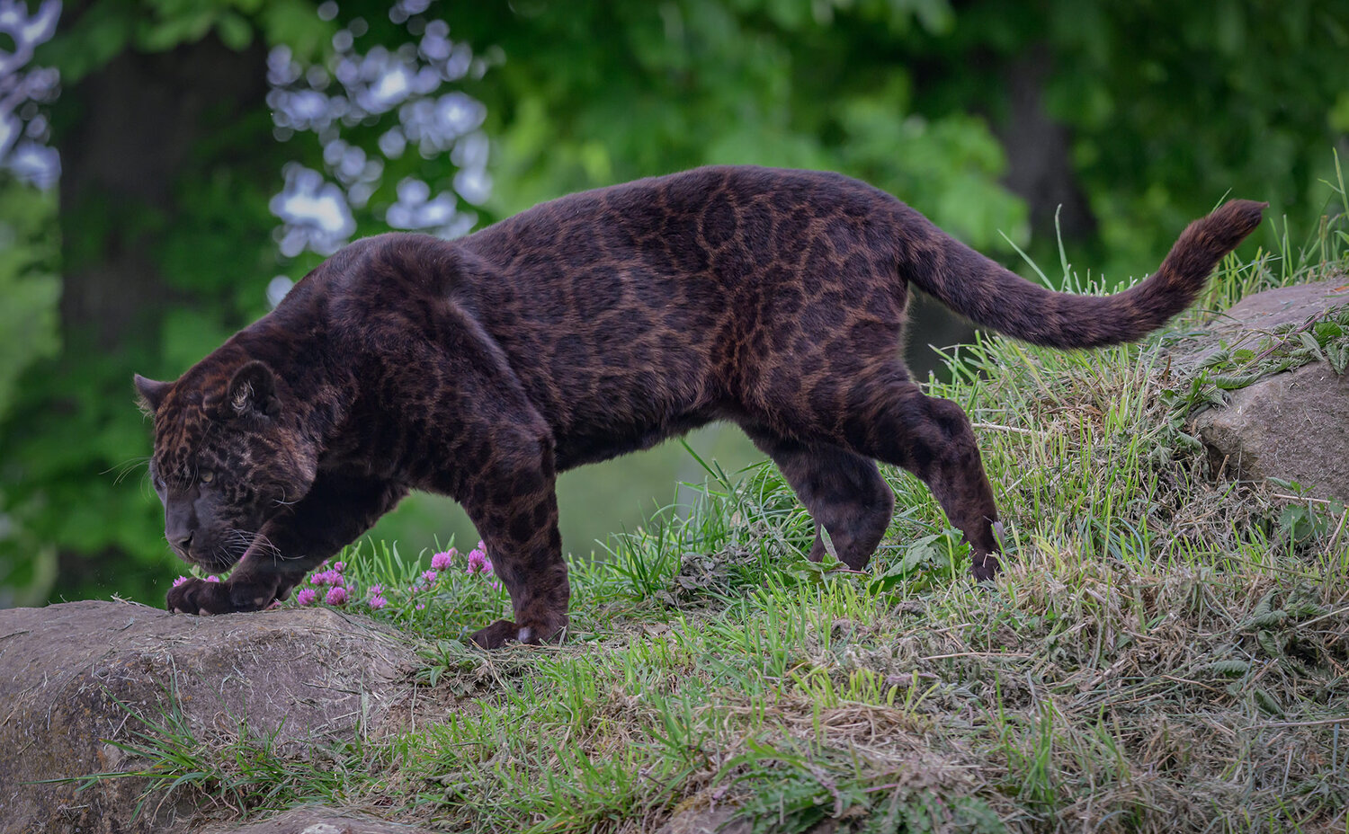 Schwarzer Jaguar Tikal_Michel L’HUILLIER / Zoo Lumigny Safari Reserve