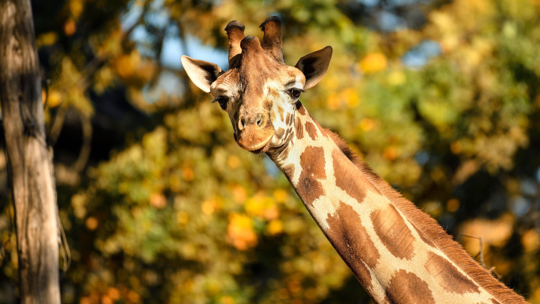 giraffe dating website)