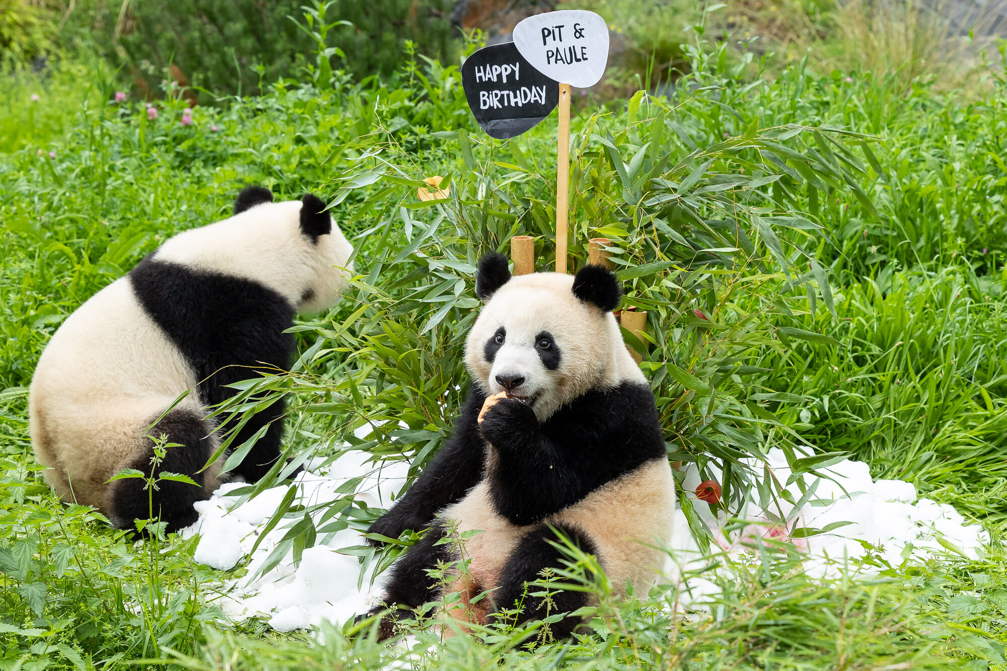 Brenhunger trifft auf Bambustorte  Zoo Berlin