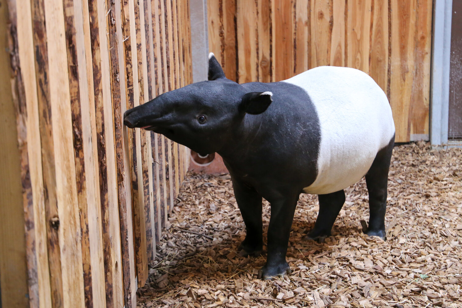 Schabrackentapir