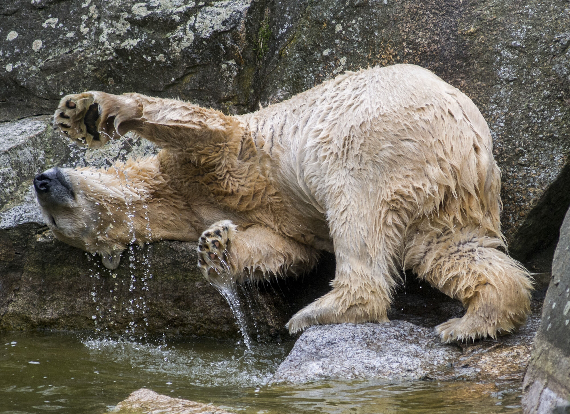 Old Polar Bear Dame Tosca is Freed From Her Suffering – Zoo Berlin