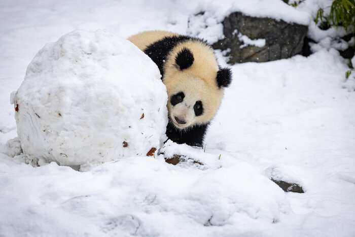Panda-Nachwuchs im Schnee
