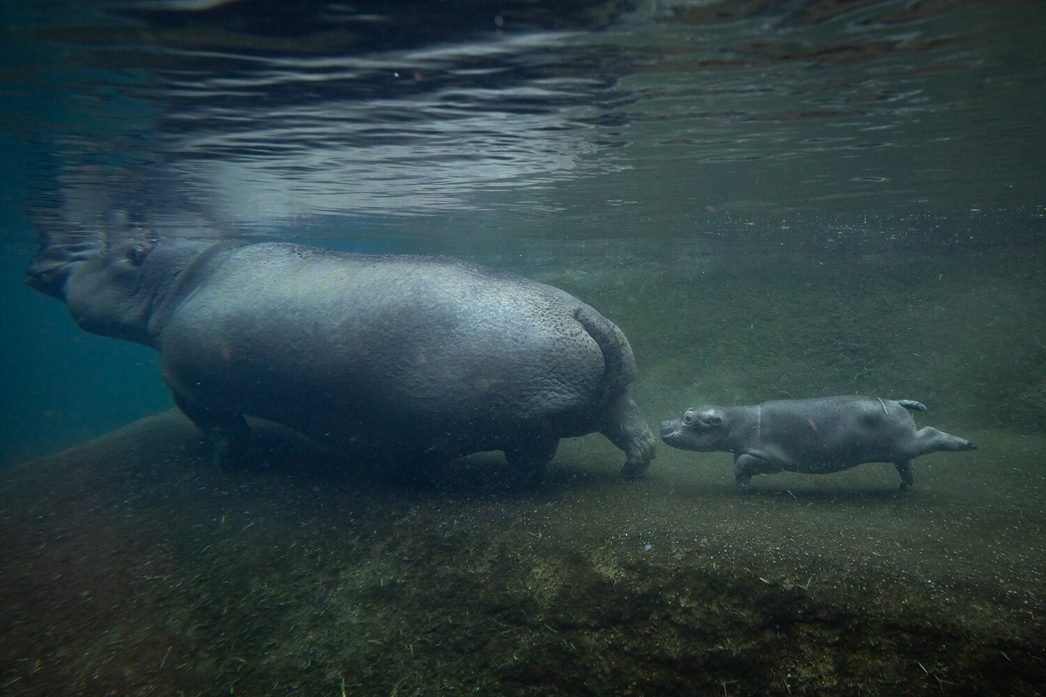 Kleines Hippo im großen Becken