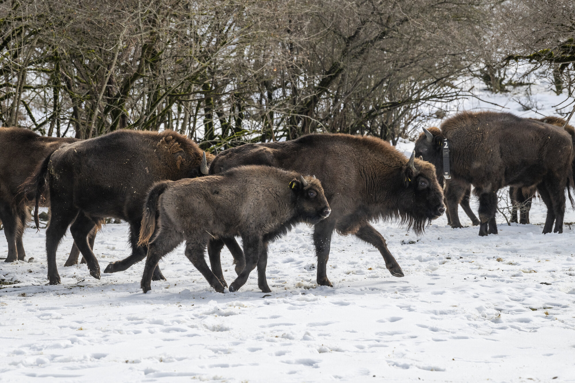 European Bison on a Major Journey – Zoo Berlin