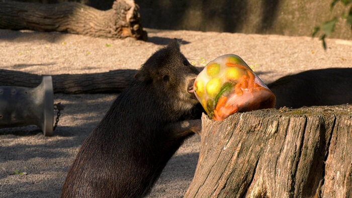 Weißbartpekari mit Eisbombe