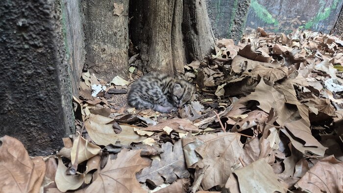 Margay-Nachwuchs im Zoo Berlin