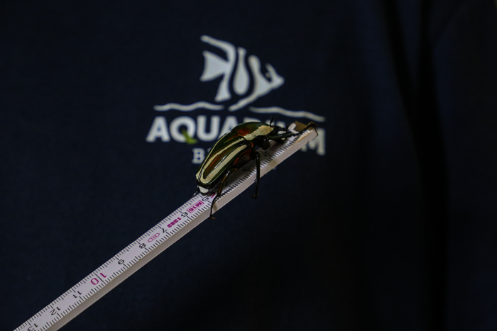 Käfer_Aquarium Berlin