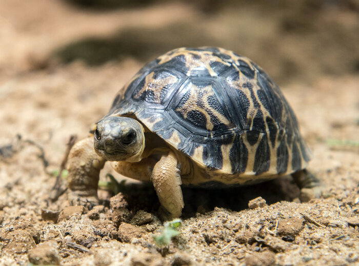 [Translate to English:] Strahlenschildkröte