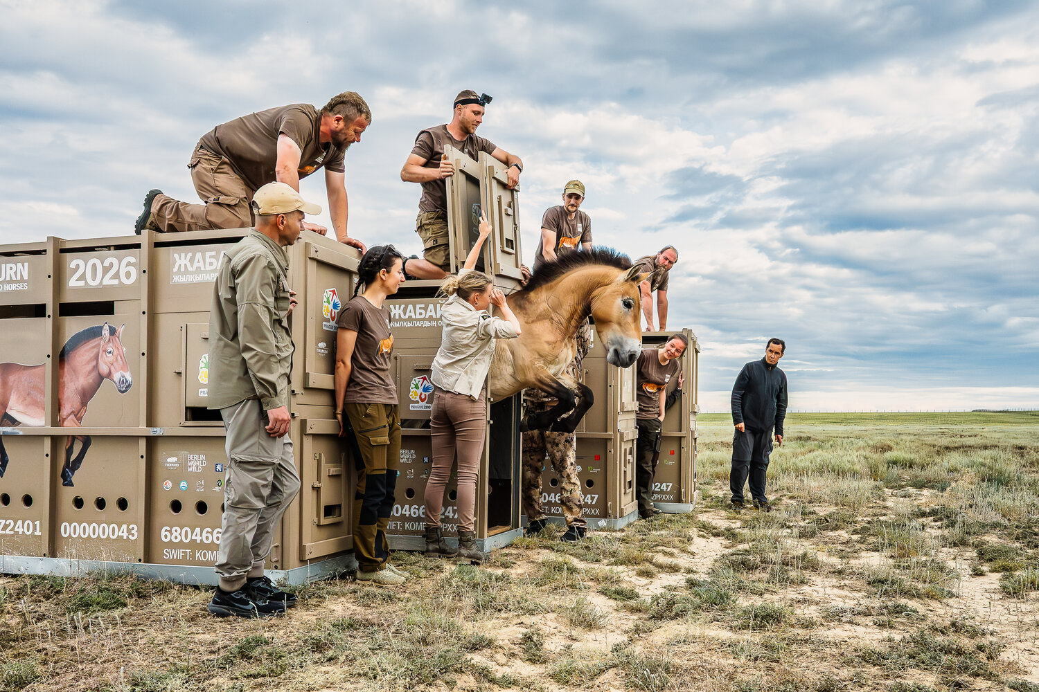 Przewalski-Pferd-Auswilderung © Petr Jan Juracka