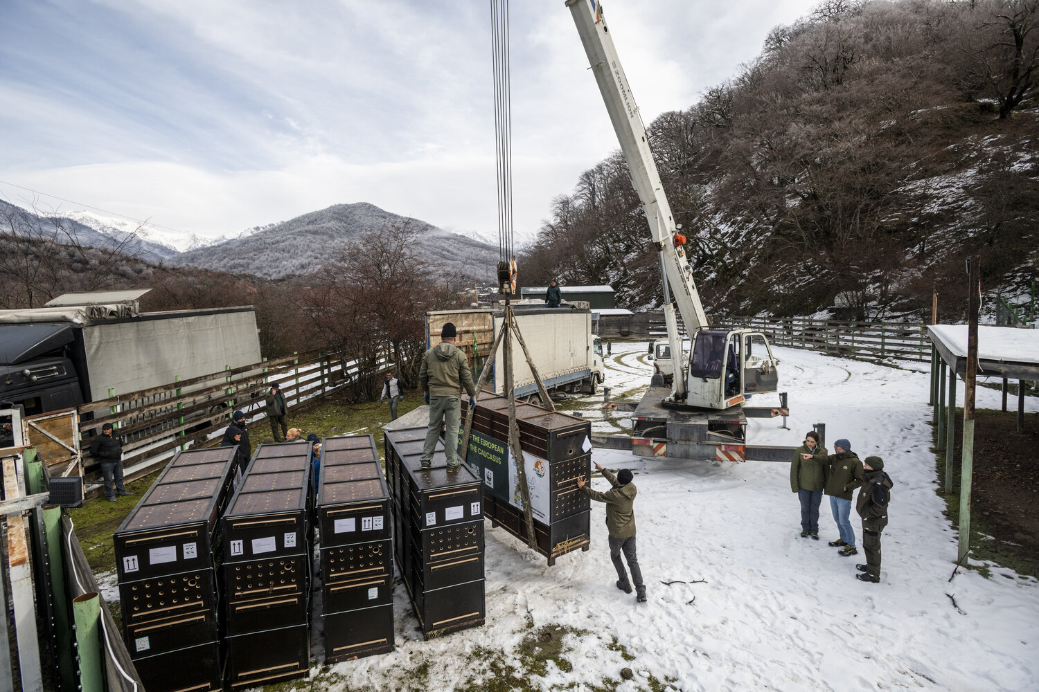 Wisente_ShadagNationalPark_(c)WWF_EmilKhalilov