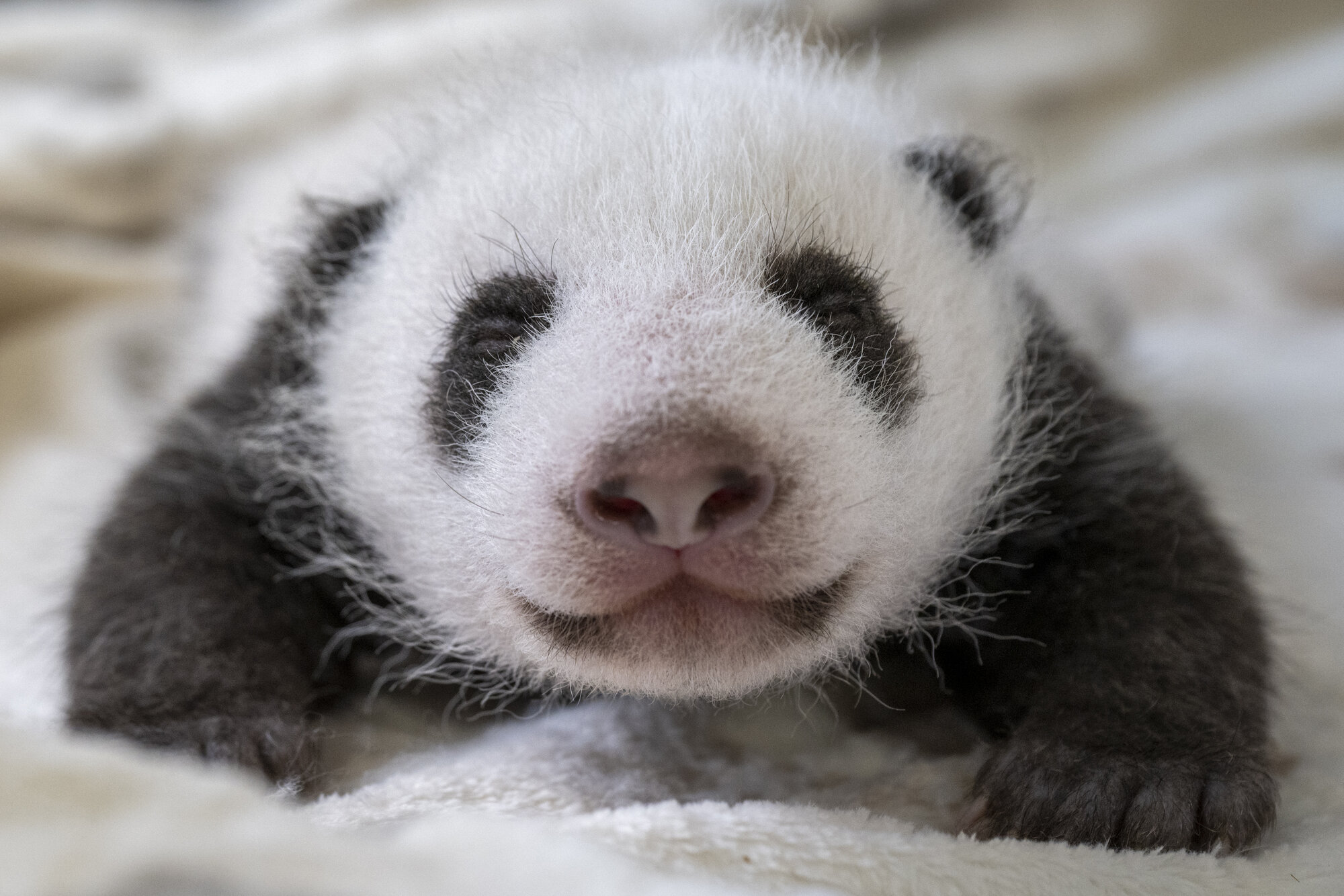 Panda Cubs Berlin Zoo