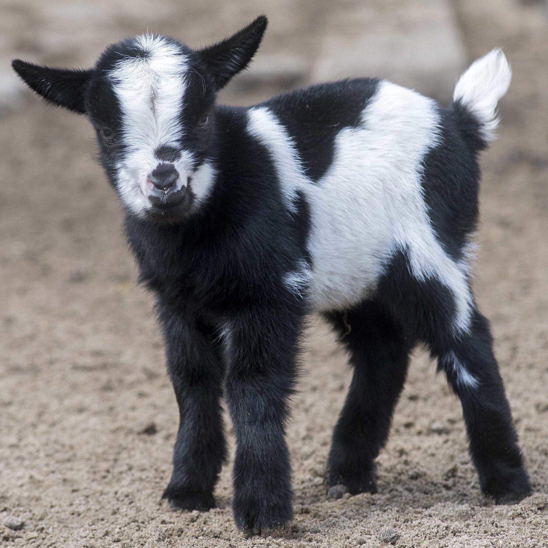 African Pygmy Goat – Zoo Berlin