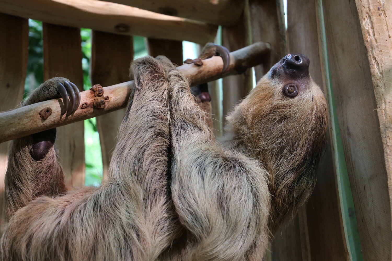 Faultierweibchen Usti