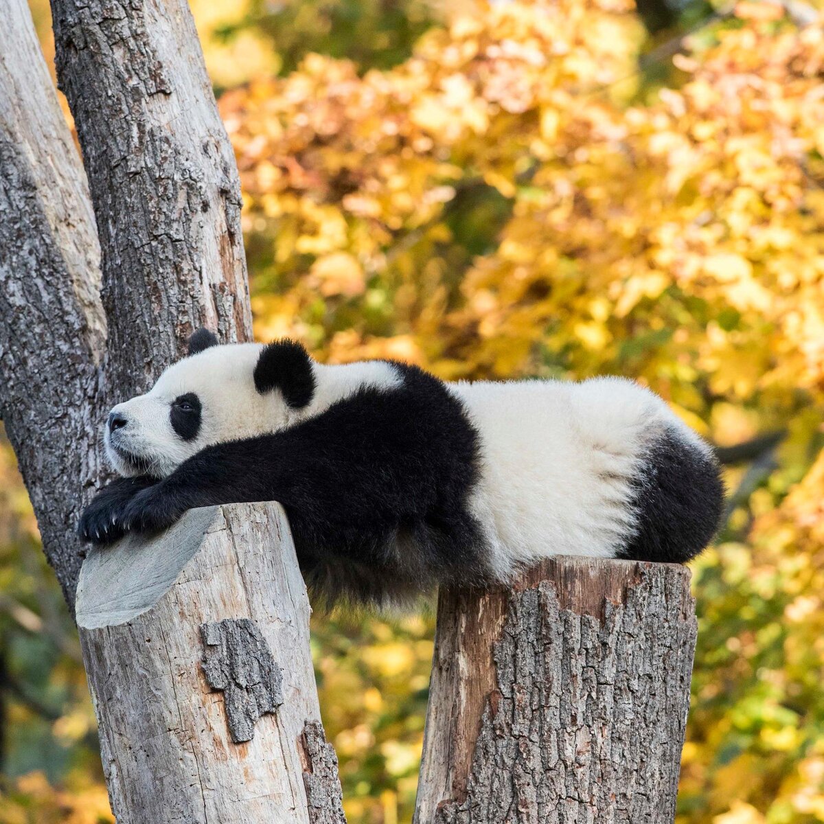 Panda Mid Fall Do pandas hibernate? – Zoo Berlin