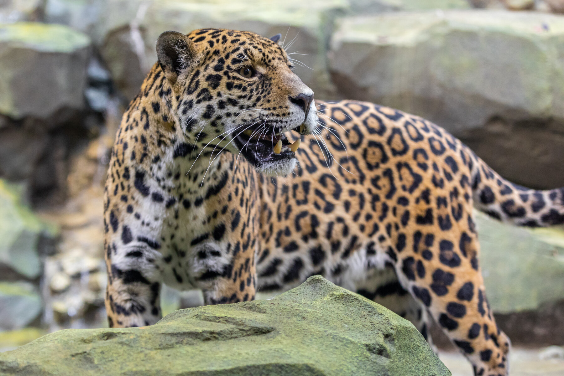 Jaguar – Zoo Berlin