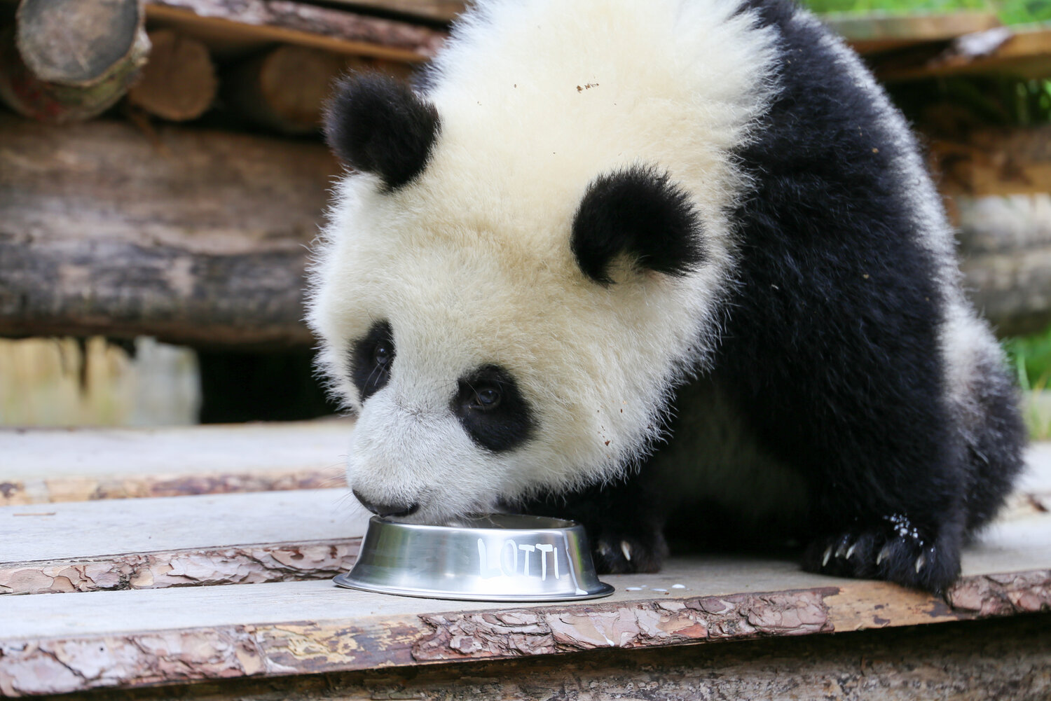 Panda_Lotti