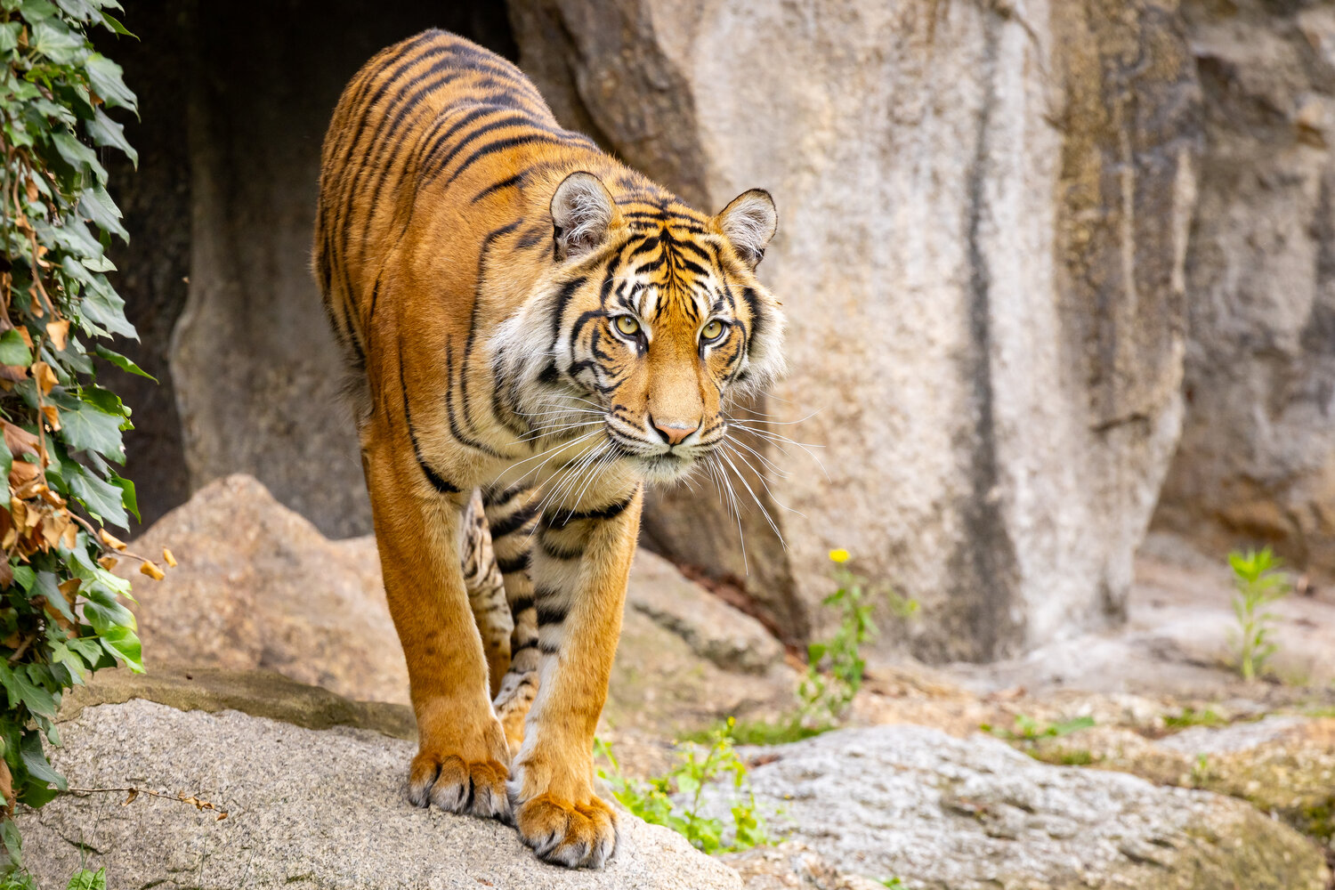 Sumatra-Tiger