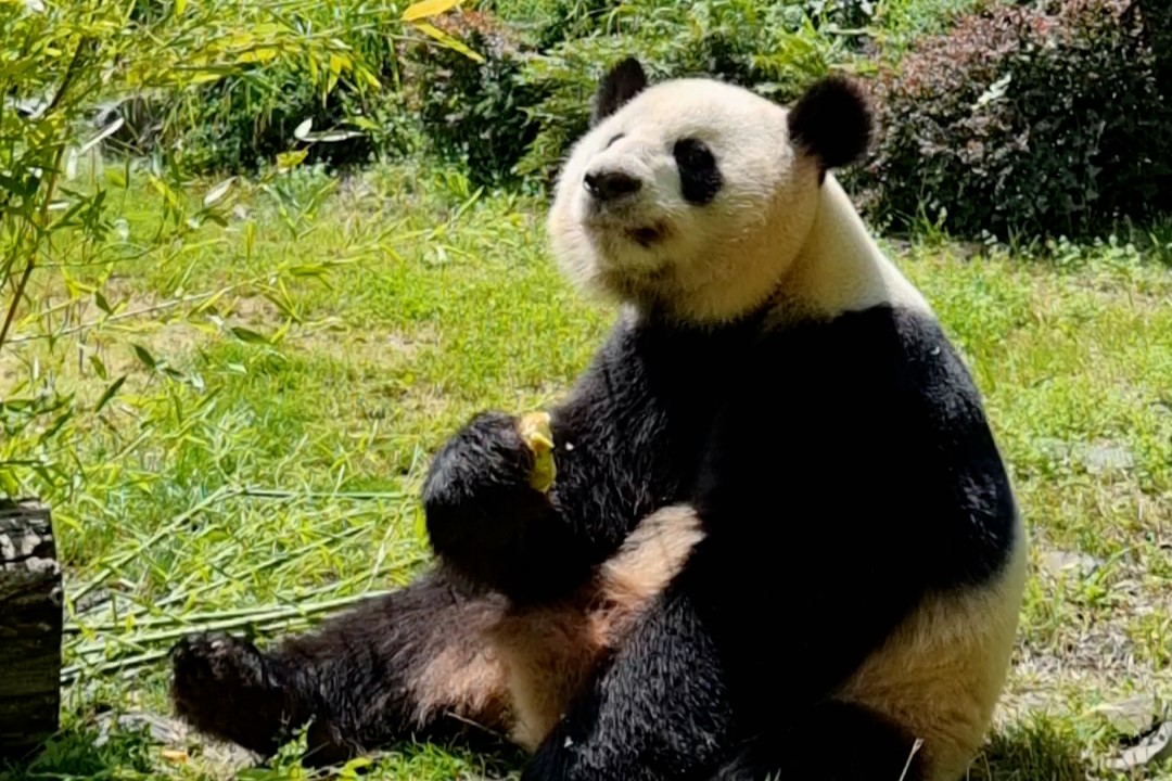 Panda Jiao Qing